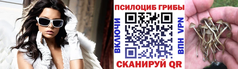 где найти наркотики  Мурманск  Псилоцибиновые грибы Psilocybine cubensis 