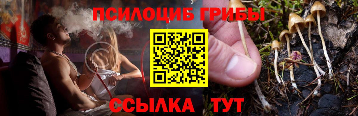 Галлюциногенные грибы Psilocybe Мурманск